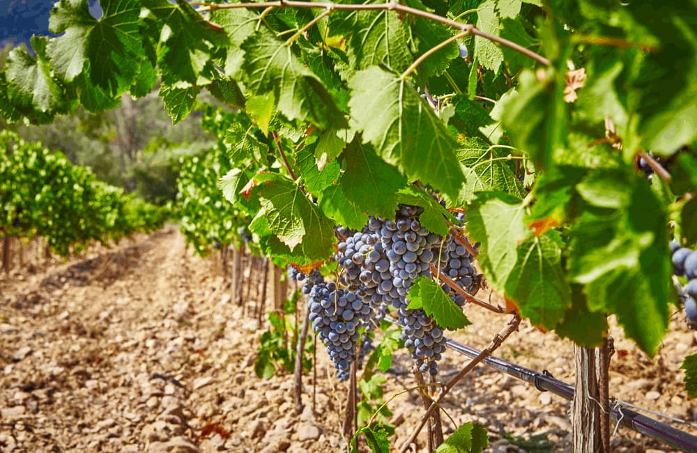 image Domaine de Barbossi